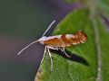 Argyresthia pruniella